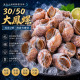 30/50大鳳螺